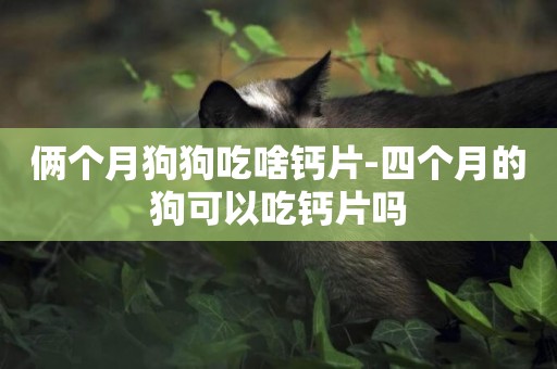 倆個月狗狗吃啥鈣片-四個月的狗可以吃鈣片嗎