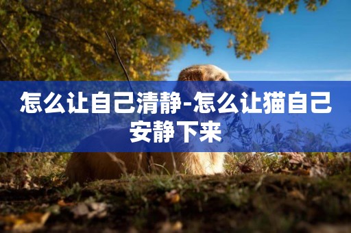 怎么讓自己清靜-怎么讓貓自己安靜下來