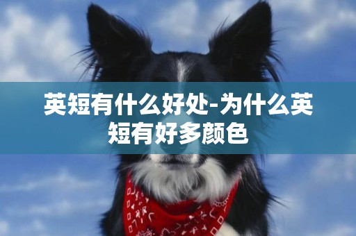 英短有什么好處-為什么英短有好多顏色
