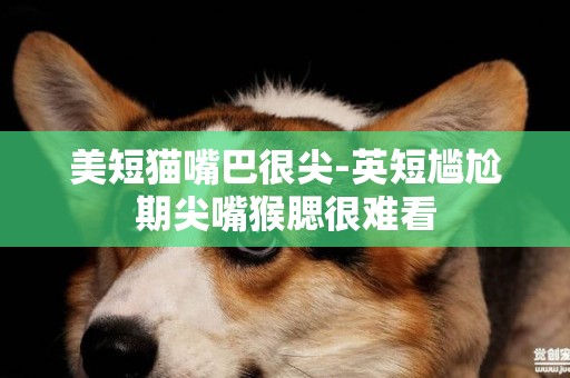 美短貓嘴巴很尖-英短尷尬期尖嘴猴腮很難看
