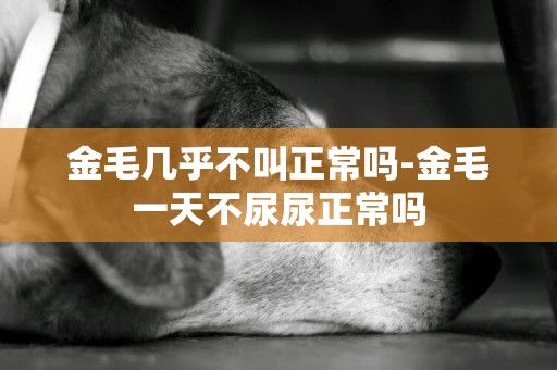 金毛幾乎不叫正常嗎-金毛一天不尿尿正常嗎