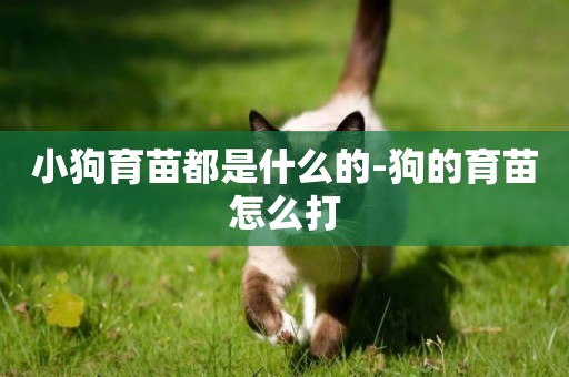 小狗育苗都是什么的-狗的育苗怎么打