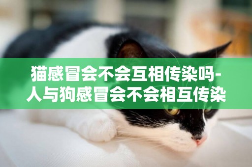 貓感冒會不會互相傳染嗎-人與狗感冒會不會相互傳染