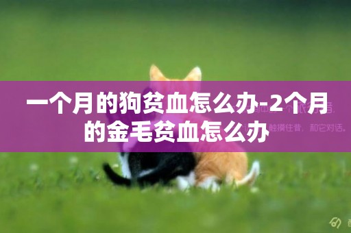 一個月的狗貧血怎么辦-2個月的金毛貧血怎么辦