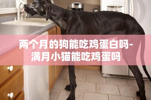兩個月的狗能吃雞蛋白嗎-滿月小貓能吃雞蛋嗎
