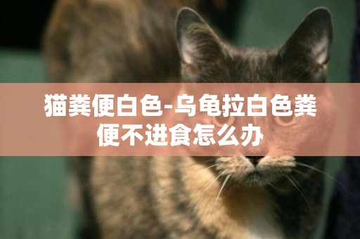 貓糞便白色-烏龜拉白色糞便不進食怎么辦