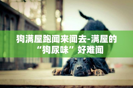 狗滿屋跑聞來聞去-滿屋的“狗尿味”好難聞