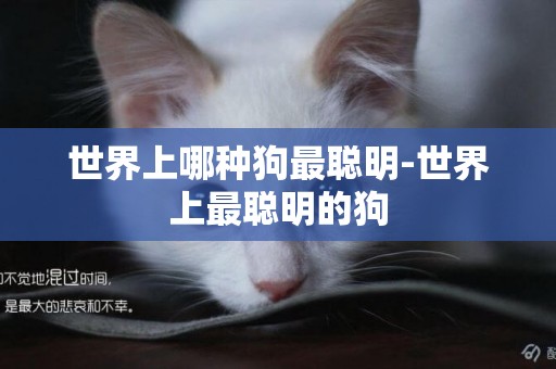 世界上哪種狗最聰明-世界上最聰明的狗