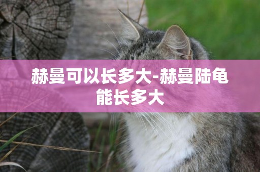 赫曼可以長多大-赫曼陸龜能長多大