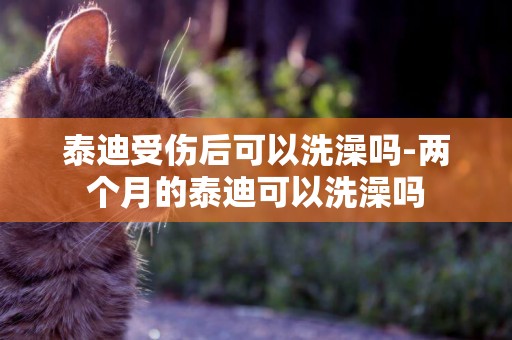 泰迪受傷后可以洗澡嗎-兩個月的泰迪可以洗澡嗎