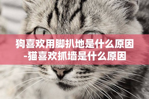 狗喜歡用腳扒地是什么原因-貓喜歡抓墻是什么原因