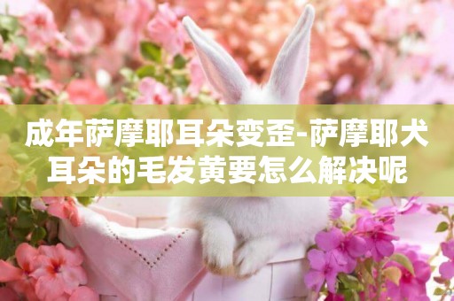 成年薩摩耶耳朵變歪-薩摩耶犬耳朵的毛發黃要怎么解決呢