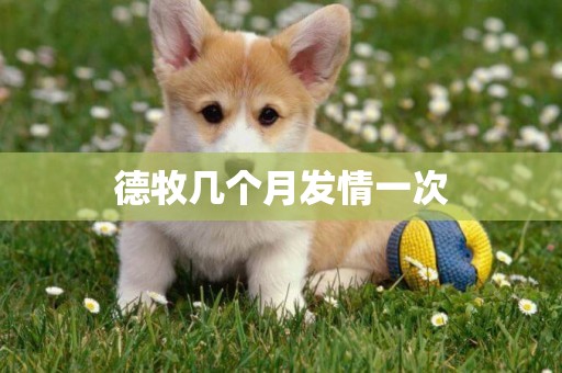 德牧幾個月發情一次