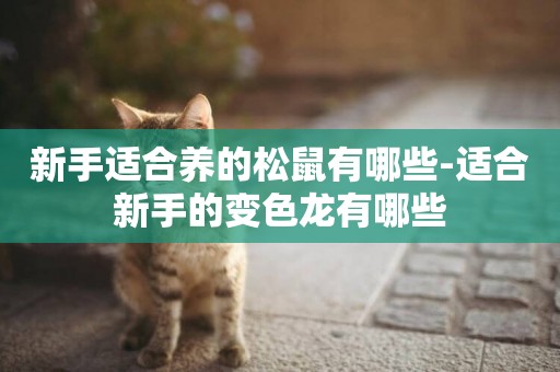 新手適合養的松鼠有哪些-適合新手的變色龍有哪些