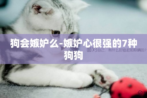狗會嫉妒么-嫉妒心很強的7種狗狗
