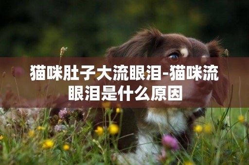 貓咪肚子大流眼淚-貓咪流眼淚是什么原因