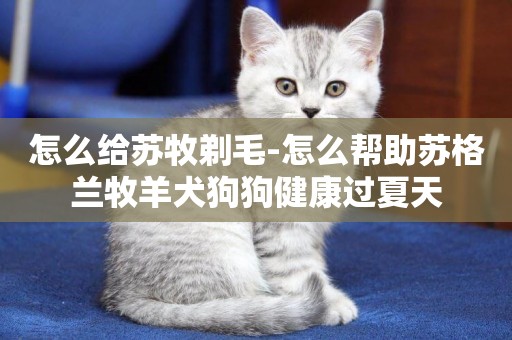 怎么給蘇牧剃毛-怎么幫助蘇格蘭牧羊犬狗狗健康過夏天