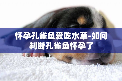 懷孕孔雀魚愛吃水草-如何判斷孔雀魚懷孕了