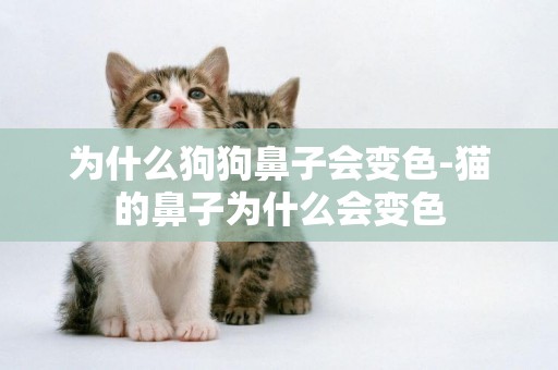 為什么狗狗鼻子會變色-貓的鼻子為什么會變色