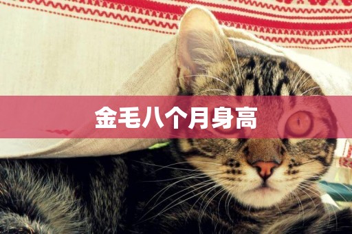 金毛八個月身高