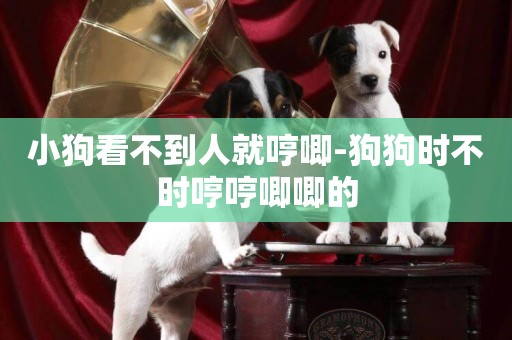 小狗看不到人就哼唧-狗狗時不時哼哼唧唧的