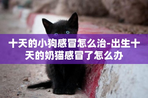 十天的小狗感冒怎么治-出生十天的奶貓感冒了怎么辦