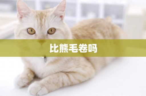比熊毛卷嗎