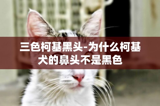 三色柯基黑頭-為什么柯基犬的鼻頭不是黑色