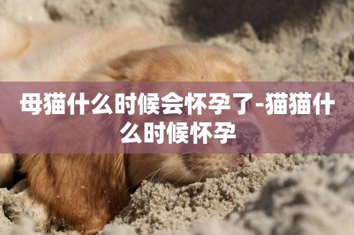 母貓什么時候會懷孕了-貓貓什么時候懷孕