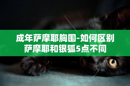 成年薩摩耶胸圍-如何區別薩摩耶和銀狐5點不同