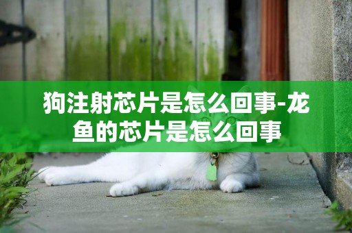 狗注射芯片是怎么回事-龍魚的芯片是怎么回事