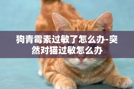 狗青霉素過敏了怎么辦-突然對貓過敏怎么辦