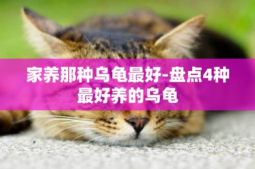 家養那種烏龜最好-盤點4種最好養的烏龜