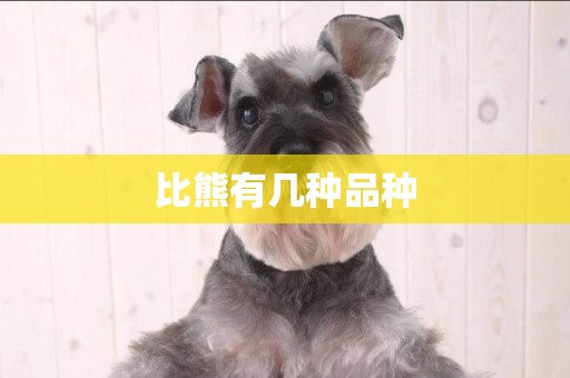 比熊有幾種品種