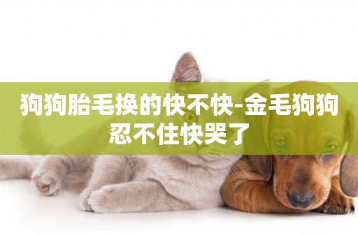 狗狗胎毛換的快不快-金毛狗狗忍不住快哭了