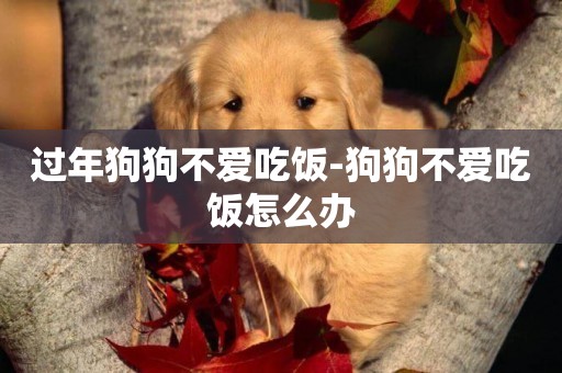 過年狗狗不愛吃飯-狗狗不愛吃飯怎么辦
