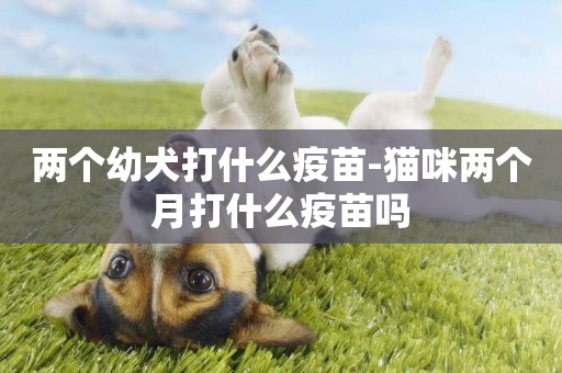 兩個幼犬打什么疫苗-貓咪兩個月打什么疫苗嗎