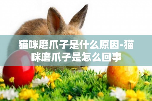 貓咪磨爪子是什么原因-貓咪磨爪子是怎么回事