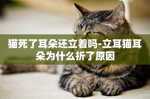 貓死了耳朵還立著嗎-立耳貓耳朵為什么折了原因