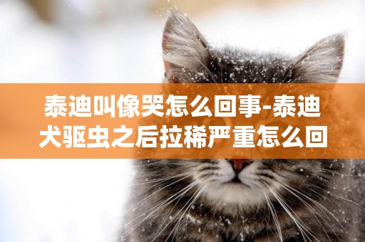 泰迪叫像哭怎么回事-泰迪犬驅蟲之后拉稀嚴重怎么回事