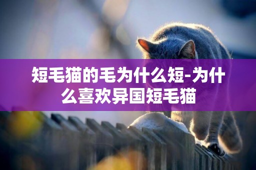 短毛貓的毛為什么短-為什么喜歡異國短毛貓