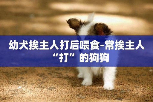 幼犬挨主人打后喂食-常挨主人“打”的狗狗