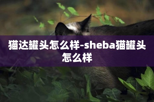 貓達罐頭怎么樣-sheba貓罐頭怎么樣