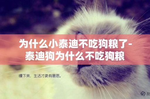 為什么小泰迪不吃狗糧了-泰迪狗為什么不吃狗糧