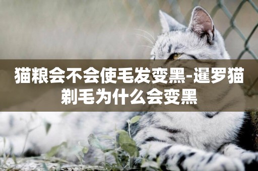 貓糧會不會使毛發變黑-暹羅貓剃毛為什么會變黑