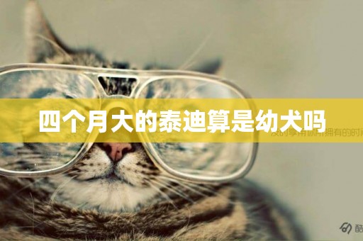 四個月大的泰迪算是幼犬嗎