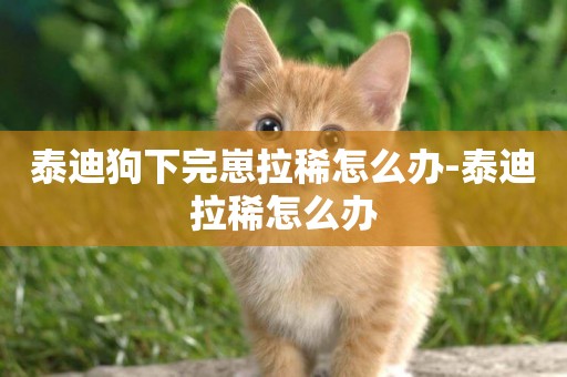 泰迪狗下完崽拉稀怎么辦-泰迪拉稀怎么辦