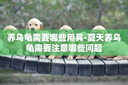 養烏龜需要哪些用具-夏天養烏龜需要注意哪些問題