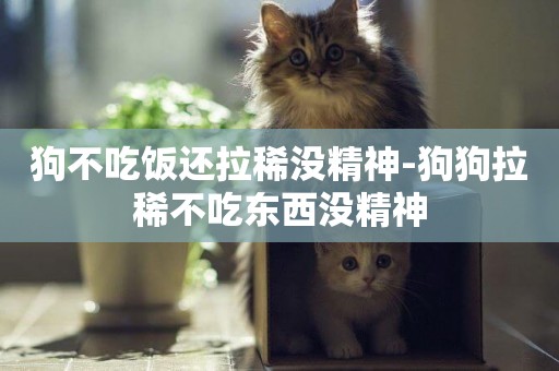 狗不吃飯還拉稀沒精神-狗狗拉稀不吃東西沒精神