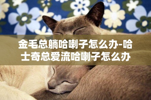 金毛總躺哈喇子怎么辦-哈士奇總愛流哈喇子怎么辦